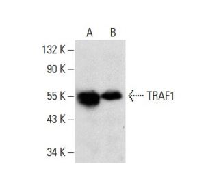 TRAF1 Antibody (E-12) - Western Blotting - Image 135759