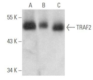 TRAF2 Antibody (F-4) - Western Blotting - Image 354142 