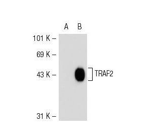 TRAF2 (G-3): sc-136998. Western blot analysis of TRAF2 expression in... 