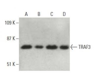 TRAF3 Antibody (G-6) - Western Blotting - Image 396701Each CRISPR/Cas9 Knockout (KO) Plasmid product consists of a pool of 3 plasmids designed to ensure identification and cleavage of a specific gene for maximum knockout efficiency. Each plasmid encodes a unique 20 nt sequence derived from the GeCKO (v2) library.