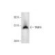 TRAF4 Antibody (B-9) - Western Blotting - Image 287590 