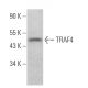TRAF4 Antibody (B-9) - Western Blotting - Image 373600