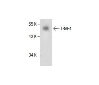 TRAF4 Antibody (D-2) - Western Blotting - Image 286901