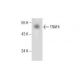 TRAF4 Antibody (D-2) - Western Blotting - Image 286901