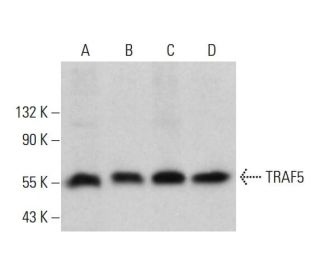 TRAF5 Antibody (C-4) - Western Blotting - Image 381119
