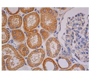 TRAF6 Antibody (D-10) - Immunohistochemistry - Image 351541 