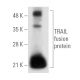 TRAIL Antibody (D-3) - Western Blotting - Image 79
