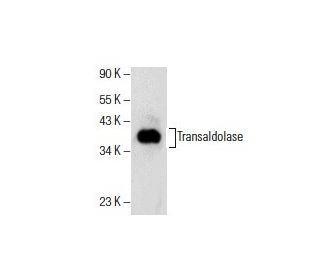 Transaldolase Antibody (B-11) - Western Blotting - Image 154788 