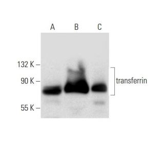 transferrin Antibody (E-8) - Western Blotting - Image 296961 