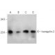 transgelin-2 Antibody (D-8) - Western Blotting - Image 352589