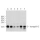 transgelin-2 Antibody (D-8) - Western Blotting - Image 357004 