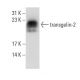 transgelin-2 Antibody (G-5) - Western Blotting - Image 84080