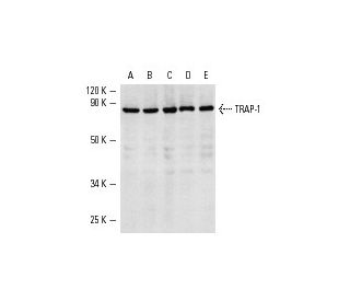 TRAP-1 Antibody (C-8) - Western Blotting - Image 3713 