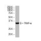 TRAP-α Antibody (41-Q) - Western Blotting - Image 33690 