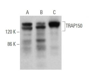 TRAP150 Antibody (F-10) - Western Blotting - Image 374850 