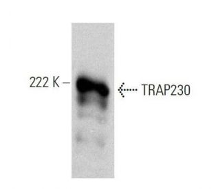 TRAP230 Antibody (E-2) - Western Blotting - Image 358538 