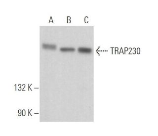 TRAP230 Antibody (E-2) - Western Blotting - Image 372867SAM Transcription Activation: SAM system utilizing dCas9-VP64, MS2-P65-HSF1, and sgRNA for precise gene transcription activation. 