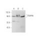 TRAP95 Antibody (F83) - Western Blotting - Image 65775