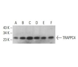 TRAPPC4 Antibody (C-7) - Western Blotting - Image 377015 