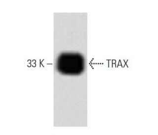 TRAX Antibody (56) - Western Blotting - Image 60478