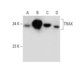 TRAX Antibody (B-10) - Western Blotting - Image 133174 