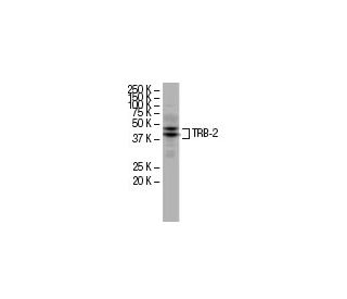 TRB-2 Antibody (B-06) - Western Blotting - Image 34250Each CRISPR/Cas9 Knockout (KO) Plasmid product consists of a pool of 3 plasmids designed to ensure identification and cleavage of a specific gene for maximum knockout efficiency. Each plasmid encodes a unique 20 nt sequence derived from the GeCKO (v2) library.