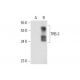TRB-3 Antibody (E-7) - Western Blotting - Image 320264