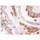 TRC8 Antibody (E-12) - Immunohistochemistry - Image 157917 