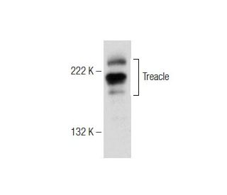 Treacle Antibody (H-6) - Western Blotting - Image 151003 