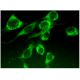 TREML2 Antibody (A-5) - Immunofluorescence - Image 296776