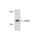 TREML2 Antibody (A-5) - Western Blotting - Image 287216 