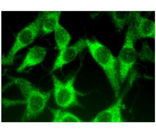 TREML2 Antibody (E-12) - Immunofluorescence - Image 296801 