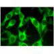 TREML2 Antibody (E-12) - Immunofluorescence - Image 296801 