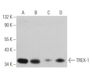 TREX-1 Antibody (C-11) - Western Blotting - Image 362332 
