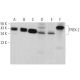 TREX-2 Antibody (E-4) - Western Blotting - Image 371846 