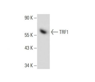 TRF1 Antibody (G-7) - Western Blotting - Image 134741 