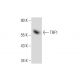 TRF1 Antibody (G-7) - Western Blotting - Image 134741 