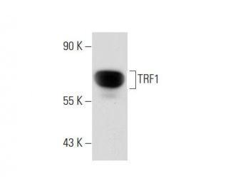 TRF1 Antibody (TRF-78) - Western Blotting - Image 59815