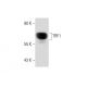 TRF1 Antibody (TRF-78) - Western Blotting - Image 59815