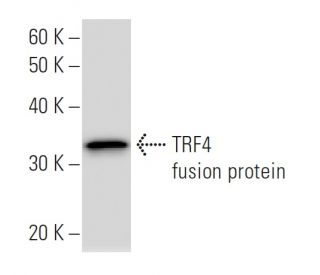 TRF4 Antibody (2794C4a) - Western Blotting - Image 47945
