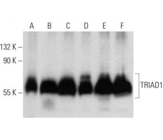 TRIAD1 Antibody (C-7) - Western Blotting - Image 320079 