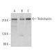 Trichohyalin Antibody (E-11) - Western Blotting - Image 359188 