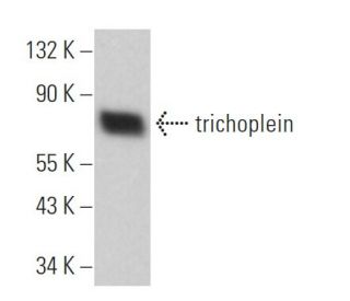 trichoplein Antibody (G-2) - Western Blotting - Image 367591