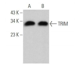 TRIM Antibody (E-12) - Western Blotting - Image 369293 