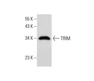 TRIM Antibody (G-10) - Western Blotting - Image 297076 
