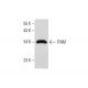 TRIM Antibody (G-10) - Western Blotting - Image 297076 