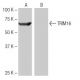 TRIM16 Antibody (5-RY8) - Western Blotting - Image 65079