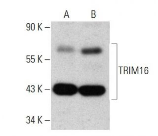 TRIM16 Antibody (B-6) - Western Blotting - Image 386869 
