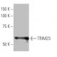 TRIM23 Antibody (8H9) - Western Blotting - Image 65080