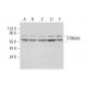 TRIM26 Antibody (A-7) - Western Blotting - Image 298598
